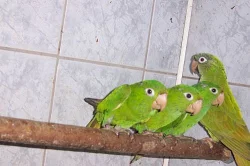 ary, aratingy