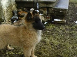 Belgický ovčák tervueren