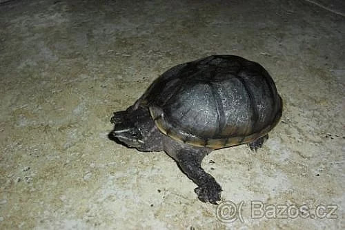 vodní želvička klapavka