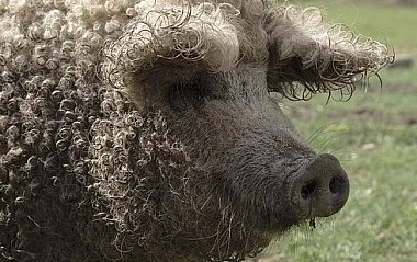 Mangalica - mangalice geneticky čistokrevné na pro