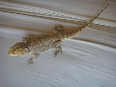 Agama vousatá