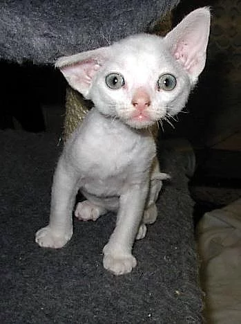 Devon rex