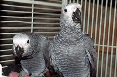 2 Africké šedé papoušci na prodej