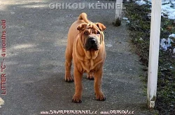 shar-pei šarpej štěňata