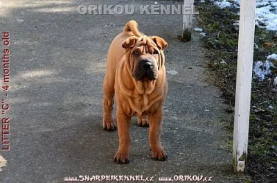 shar-pei šarpej štěňata