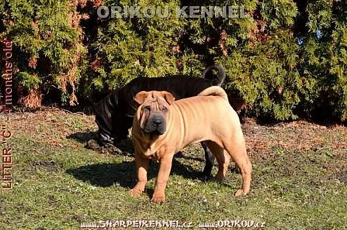 shar-pei šarpej štěňata