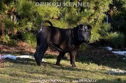 shar-pei šarpej štěňata