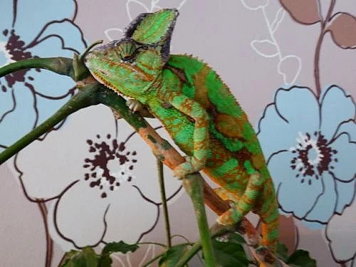 Chameleon Jemenský