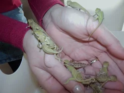 Chameleon Jemenský