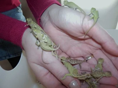 Chameleon Jemenský