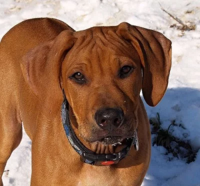 ŠTĚŇÁTKA RHODÉSKÉHO RIDGEBACKA S PP