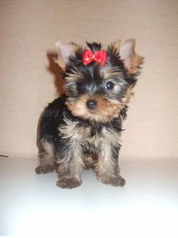 Jorkšírský teriér s PP