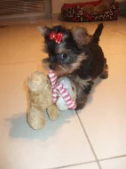 Jorkšírský teriér s PP