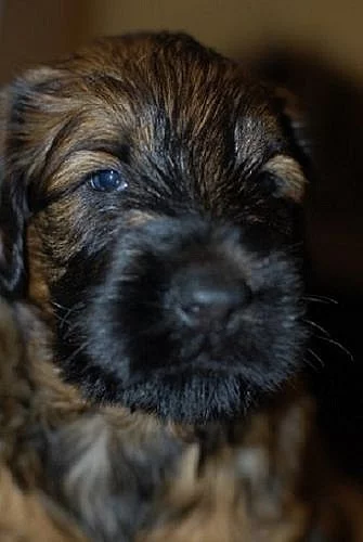Briard-štěňátka plavá i černá, výborní společníci