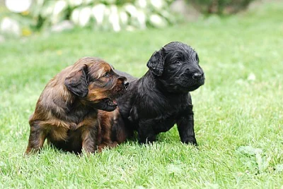 Briard-štěňátka plavá i černá, výborní společníci