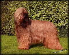 Briard-štěňátka plavá i černá, výborní společníci