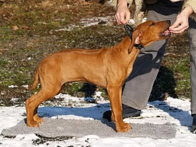 ŠTĚŇÁTKA RHODÉSKÉHO RIDGEBACKA S PP