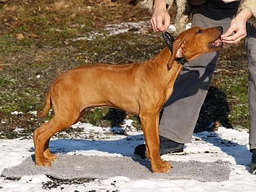 ŠTĚŇÁTKA RHODÉSKÉHO RIDGEBACKA S PP