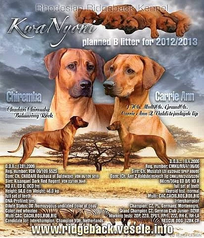 Rhodesian Ridgeback - vymazlená štěňátka