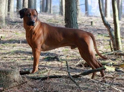 Rhodesian Ridgeback - vymazlená štěňátka