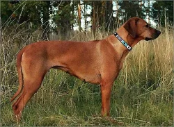 Rhodesian Ridgeback - vymazlená štěňátka