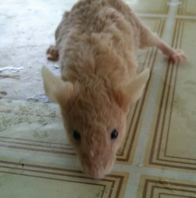 Krmné myši