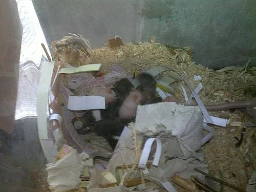 Krmné myši z domácího chovu