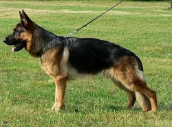 Krytí