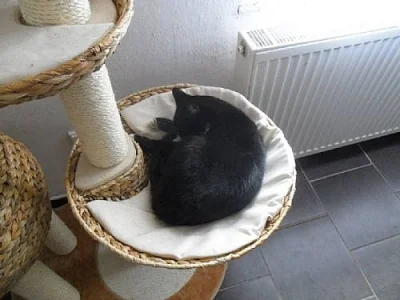 Daruji Mikeše a Micinku, 2 krasavci