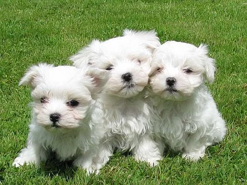 Maltézáček - Maltézský psík s PP