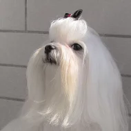 Maltézáček - Maltézský psík s PP