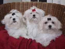 Maltézáček - Maltézský psík s PP