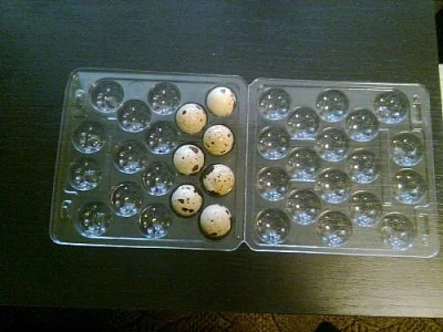 KOHOUTCI A VAJIČKA KŘEPELKY JAPONSKE