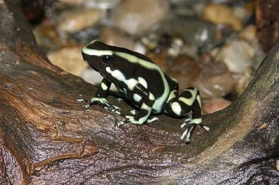Dendrobates Auratus green