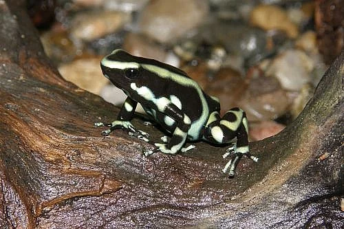 Dendrobates Auratus green