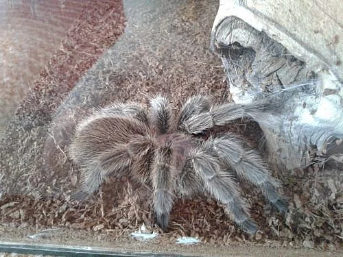 Terarium se sklipkanem