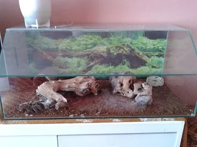 Terarium se sklipkanem