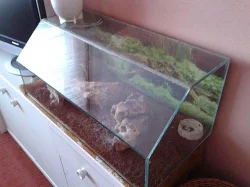 Terarium se sklipkanem