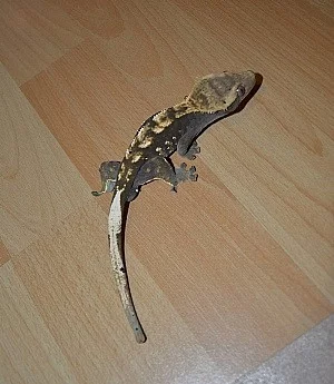 Rhacodyctylus ciliatus