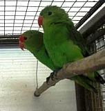 Agapornis etiopský 
