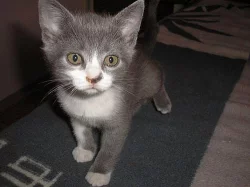 britská bicolor kotě k odběru ihned nebo domluvou