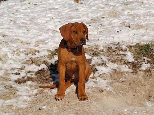 ŠTĚŇÁTKO RHODÉSKÉHO RIDGEBACKA S PP