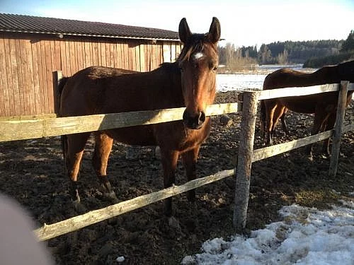 Arabský plnokrevník - klisna