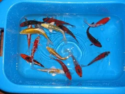 Jeseter Koi Japan