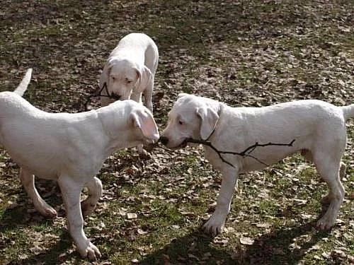 Prodám špičková štěňátka Argentinské dogy