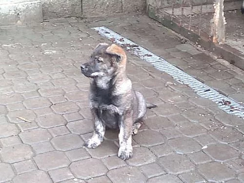 Štěně ČSV a labradora