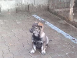Štěně ČSV a labradora