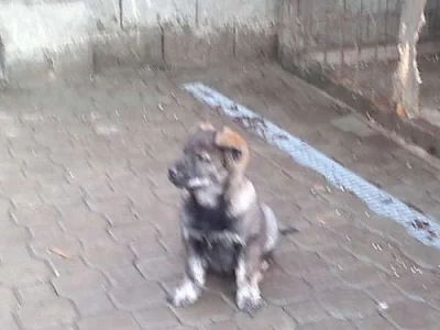 Štěně ČSV a labradora