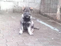 Štěně ČSV a labradora