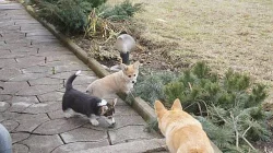 Štěně Corgi